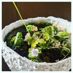 kokatelier Ziinca fenyceworkspace