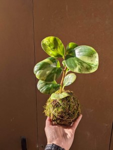 kokatelier Ziinca fenyceworkspace