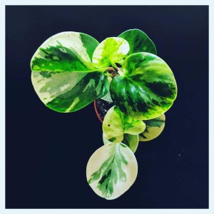 kokatelier Ziinca fenyceworkspace