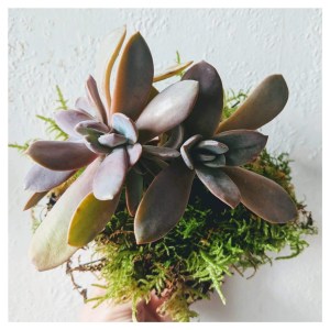 kokatelier Ziinca fenyceworkspace