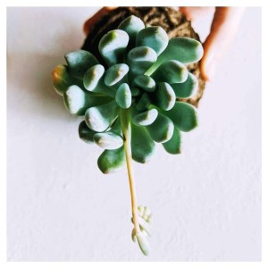 kokatelier Ziinca fenyceworkspace