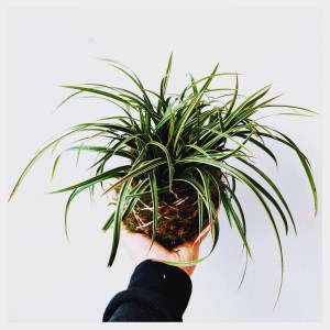 kokatelier Ziinca fenyceworkspace