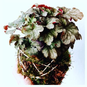 kokatelier Ziinca fenyceworkspace