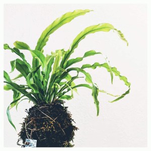 kokatelier Ziinca fenyceworkspace