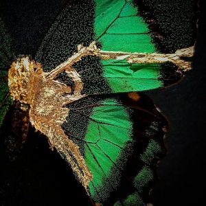 backdoorcollections backdoorcollections