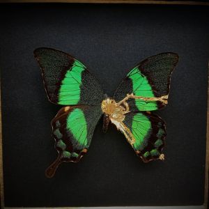 backdoorcollections backdoorcollections