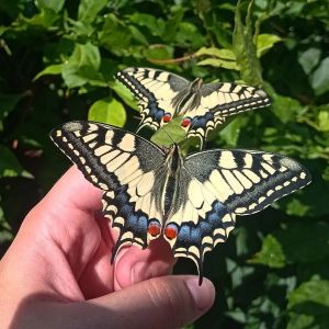 backdoorcollections backdoorcollections