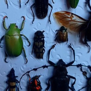 backdoorcollections backdoorcollections