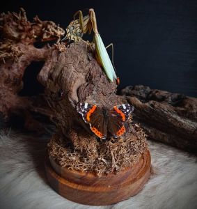 backdoorcollections backdoorcollections