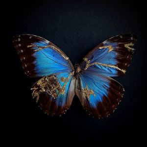 backdoorcollections backdoorcollections