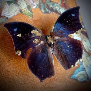 backdoorcollections backdoorcollections