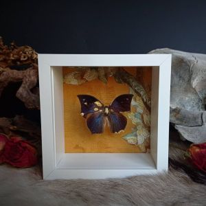 backdoorcollections backdoorcollections