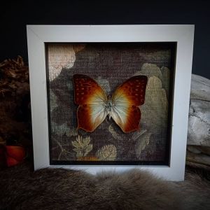 backdoorcollections backdoorcollections