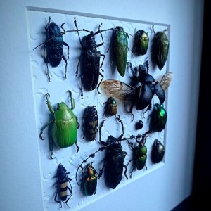 backdoorcollections backdoorcollections