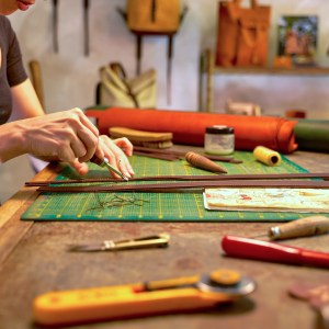 calliphora calliphora